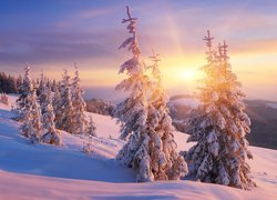 Zimowe świerki na wzgórzu w zachodzącym słońcu