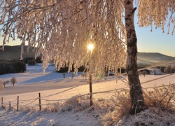 Austria, Styria, Zima, Drzewo, Wschód słońca