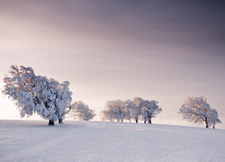 Zimowy krajobraz pól z ośnieżonymi drzewami