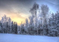 Las, Wschód słońca, Zima, Drzewa