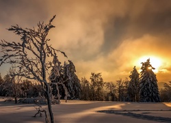 Zimowy las o wschodzie słońca