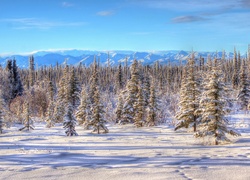 Zimowy las z górami w tle