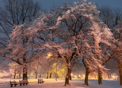 Zima, Park, Latarnie, Zmrok, Drzewa