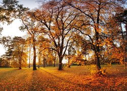 Jesień, Liście, Drzewa, Park, Niebo