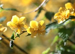Złotlin japoński, Krzew, Żółte, Kwiaty