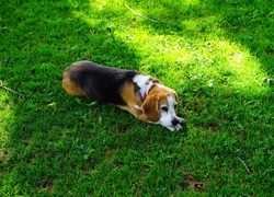 Zmęczony beagle odpoczywa w cieniu na trawie