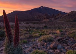 Park Narodowy Teide, Góry, Góra Teide, Kwiaty, Żmijowce rubinowe, Zachód słońca, Teneryfa, Hiszpania