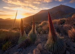 Park Narodowy Teide, Góry, Góra Teide, Kwiaty, Żmijowce rubinowe, Promienie słońca, Teneryfa, Hiszpania