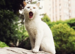 Znudzony ziewający biały kot