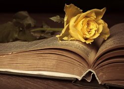 Żółta róża na otwartej książce