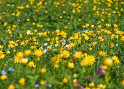 Żółte i białe kwiaty na łące