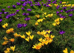 Żółte i fioletowe krokusy na trawie