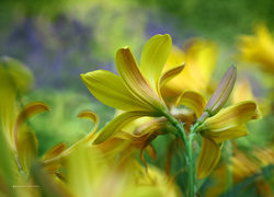 Żółte kielichy liliowca