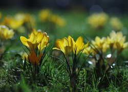 Żółte krokusy wiosenne w trawie