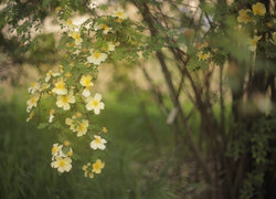 Żółte kwiaty dzikiej róży na gałązkach krzewu