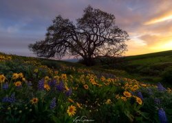 Drzewo, Żółte, Kwiaty, Łubin, Park stanowy, Columbia Hills Historical, Stan Waszyngton, Stany Zjednoczone