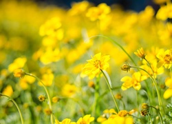 Żółte kwiaty na łące w rozmyciu