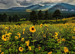Żółte, Kwiaty, Góry, San Francisco Peaks, Drzewa, Chmury, Piorun, Arizona, Stany Zjednoczone