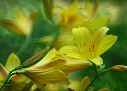 Żółte liliowce na rozmytym tle