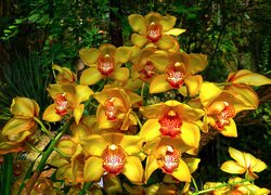 Kwiaty, Orchidee, Żółte, Storczyki, Zbliżenie