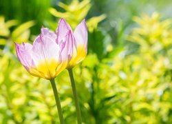 Kwiaty, Rożówo-żółte, Tulipany