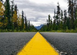 Żółty pas na asfaltowej drodze w lesie
