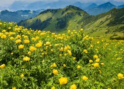 Żółty pełnik na łące w Alpach