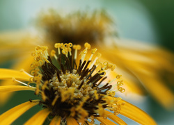 Żółty rozłożysty kwiat z widocznymi pręcikami