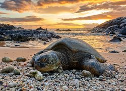 Żółw nad brzegiem morza