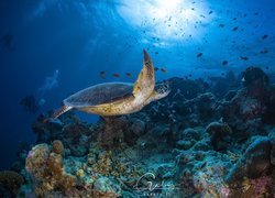 Żółw nad rafą koralową