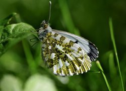 Motyl, Zorzynek rzeżuchowiec