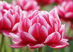 Zroszone biało-różowe rozwinięte tulipany