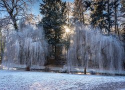 Zwisające gałęzie drzew nad zimową rzeczką w promieniach słońca