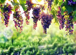 Zwisające kiście winogron