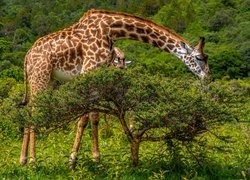 Żyrafa jedząca gałązki drzewka