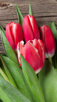 Czerwone tulipany na deskach