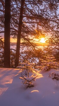 Zaspy śnieżne i drzewa w blasku słońca