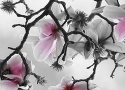 Gałązka, Bladoróżowe, Kwiaty, Magnolia