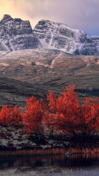 Czerwone drzewa u podnóża skalistych gór