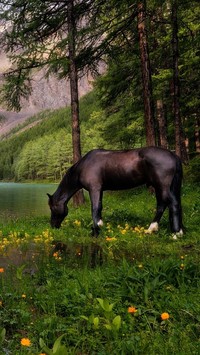 Koń nad jeziorem