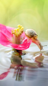 Ślimak na kwiatku nad wodą