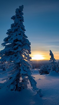 Zimowe drzewa o zachodzie słońca