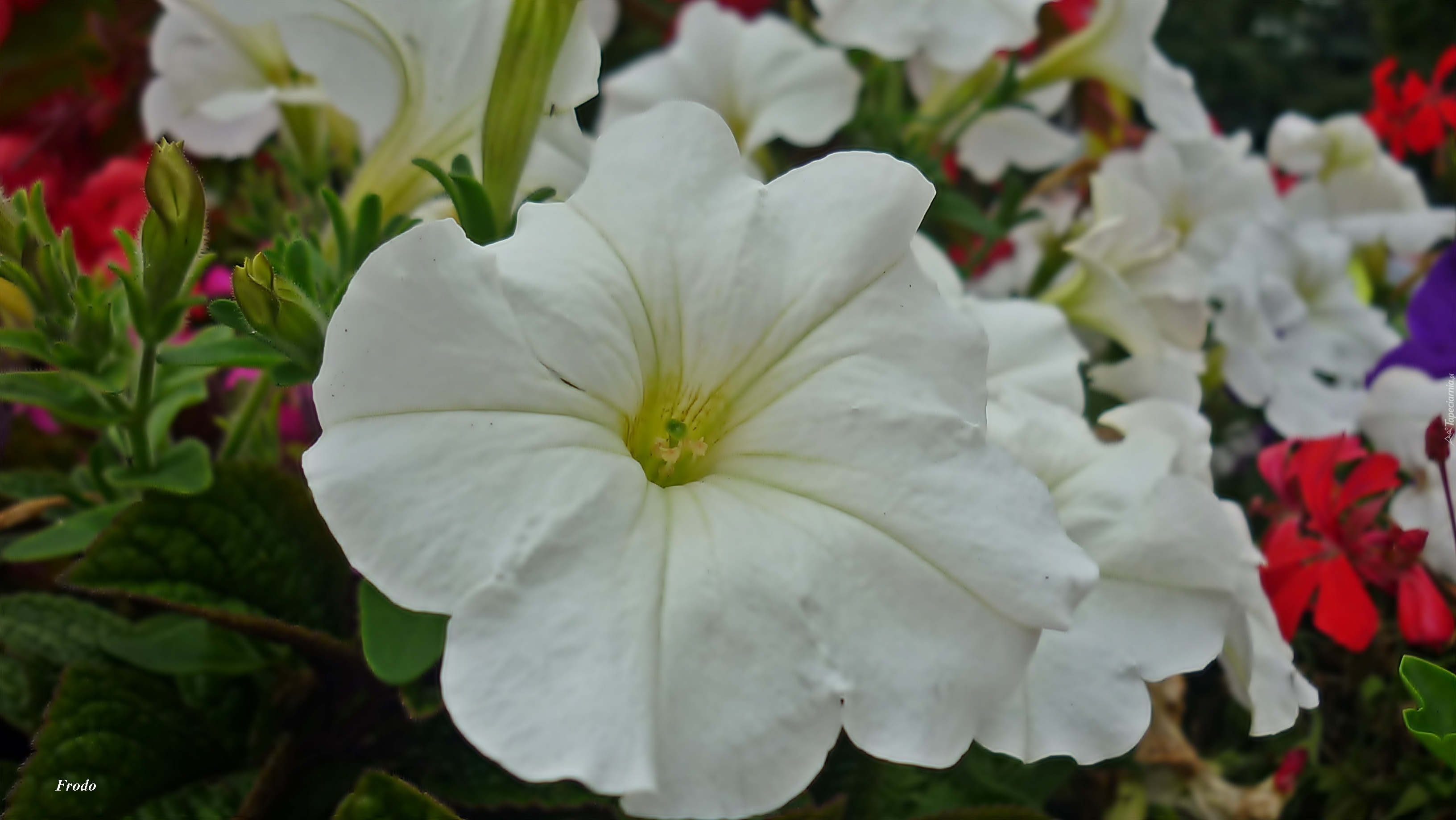 Kwiat, Petunia, Biała