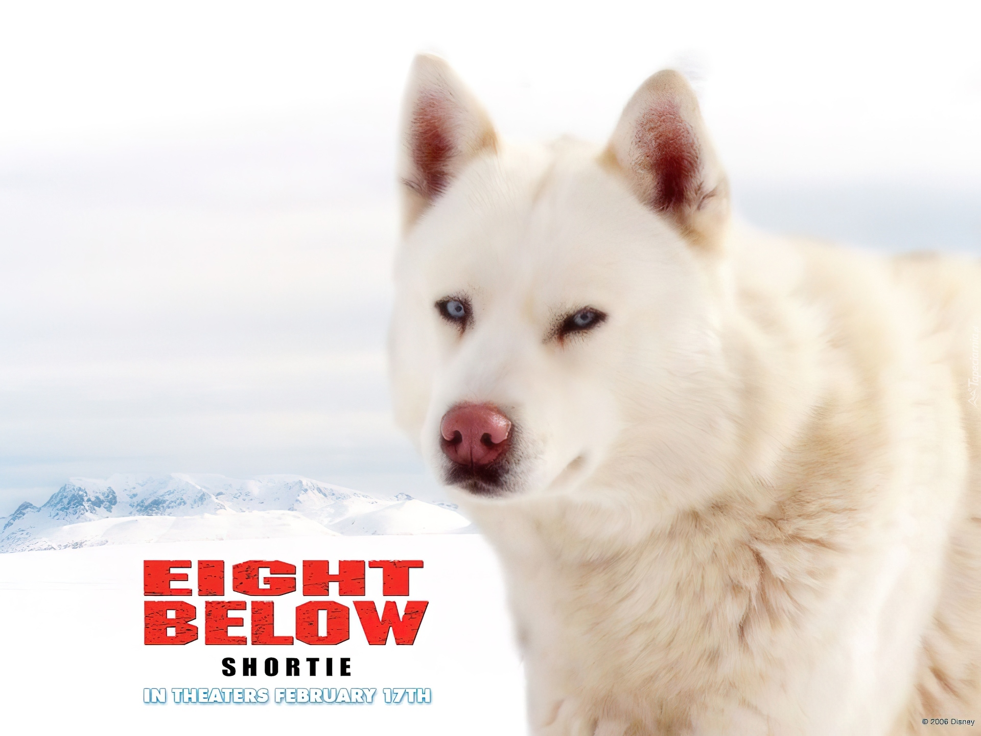 Eight Below, biały, pies