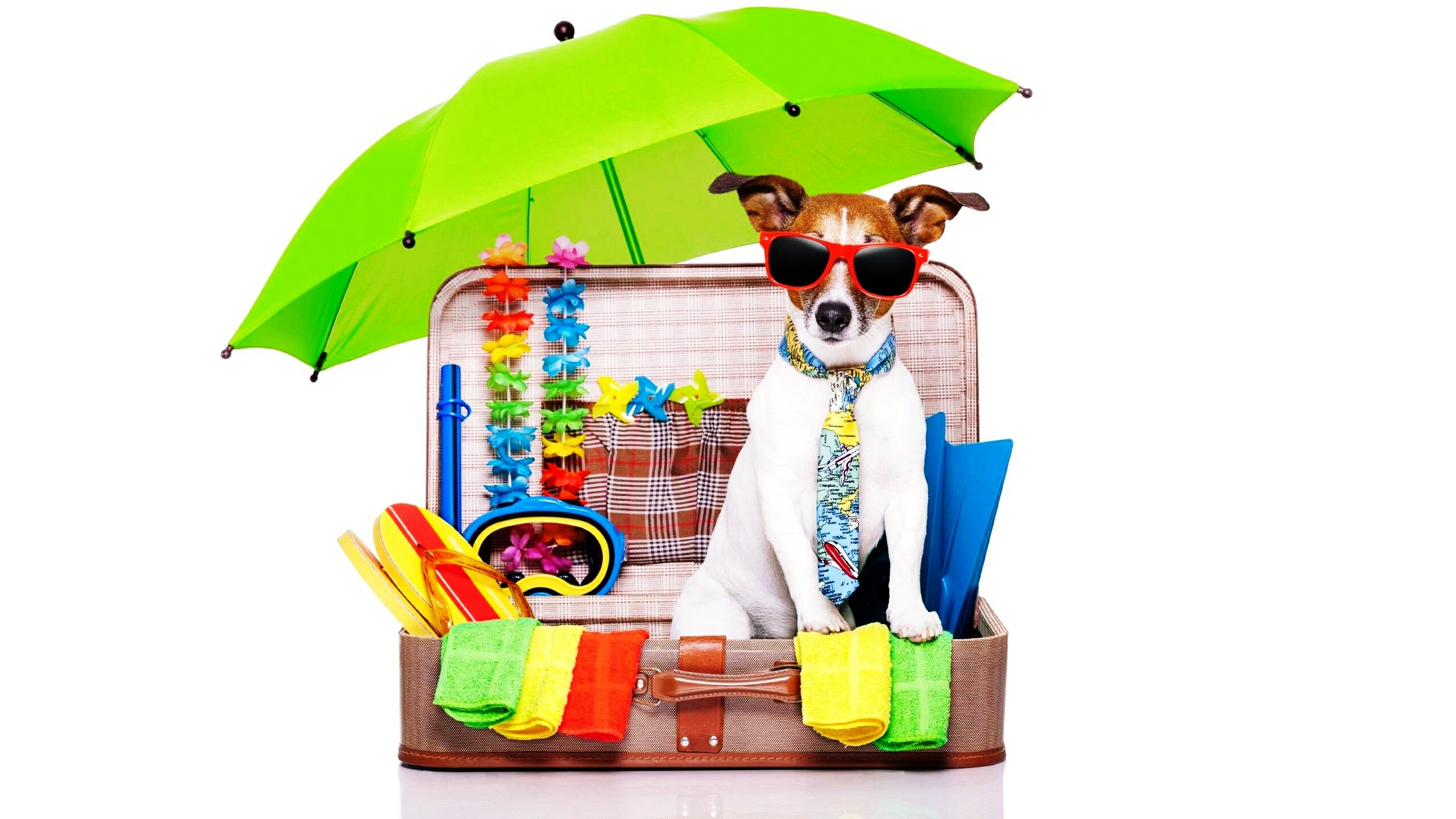 Pies, Jack Russell terrier, Okulary, Wakacje, Walizka, Parasolka, Śmieszne