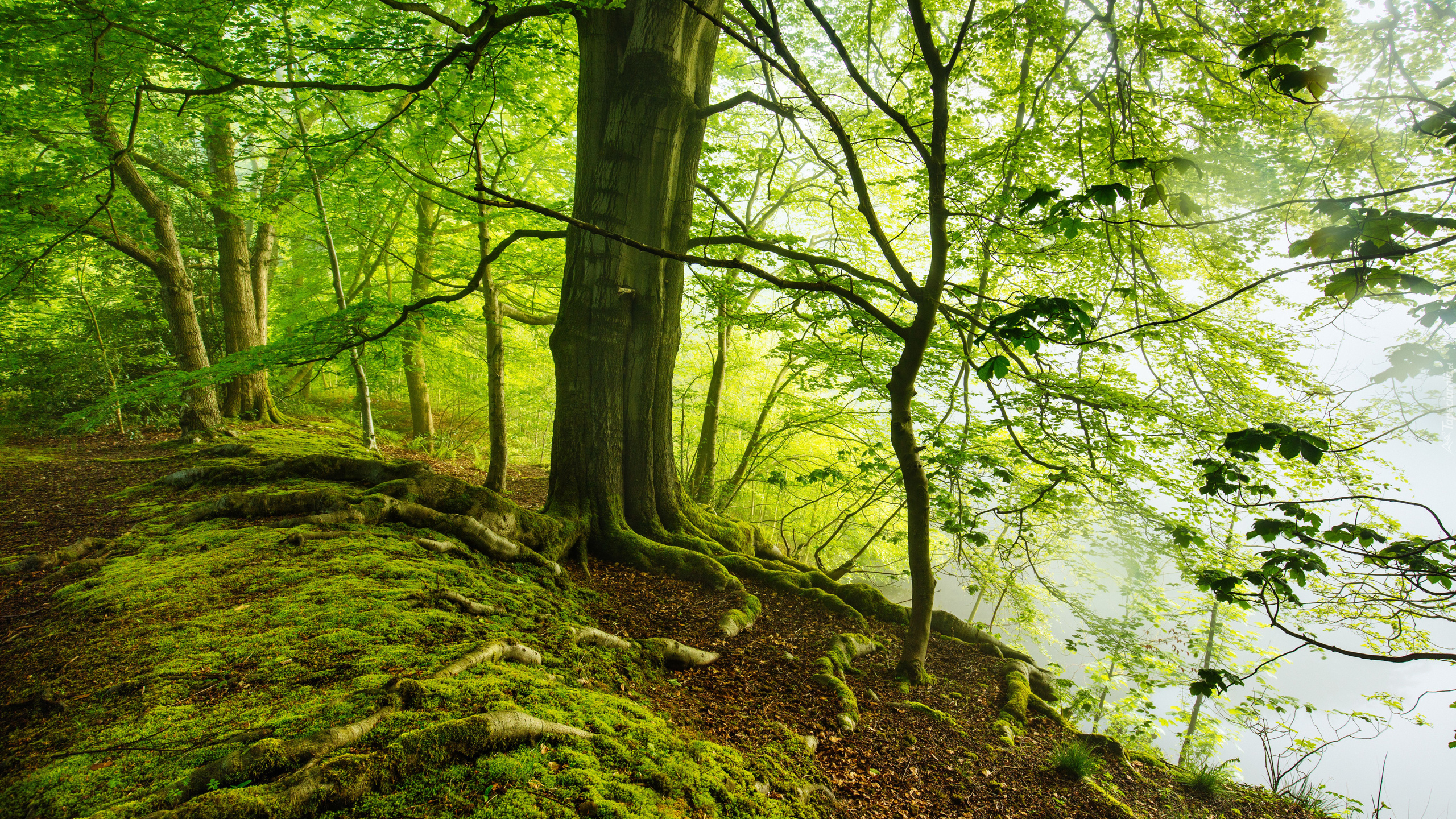 Zielony, Las, Drzewa, Wystające, Korzenie, Ścieżka