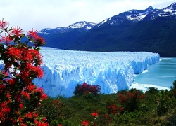 Lodowiec, Perito Moreno, Góry, Drzewa, Park Narodowy Los Glaciares, Argentyna