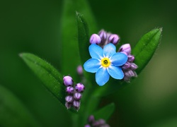 Niebieski, Kwiatek, Liście