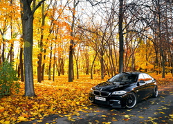 BMW seria 5 F10, Droga, Park, Jesień, Drzewa