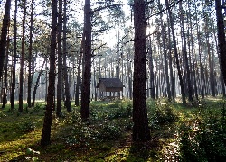 Las, Drzewa, Paśnik